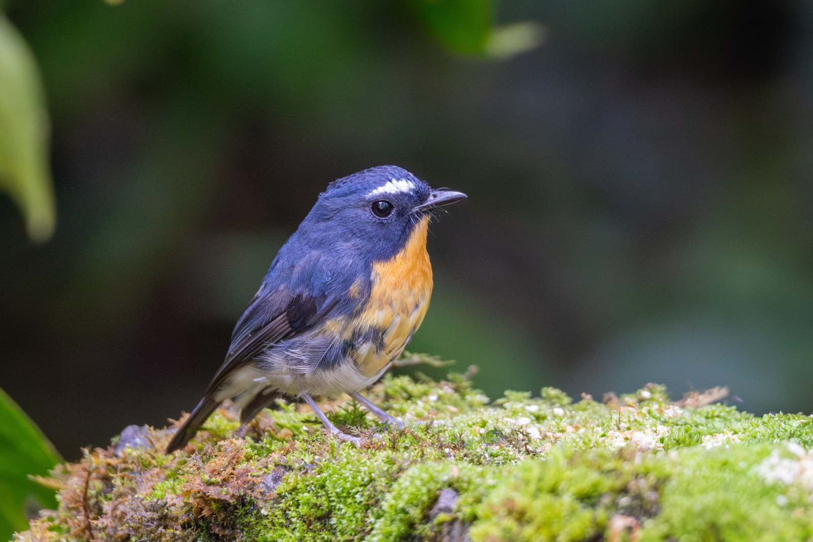 image Snowy-browed Flycatcher